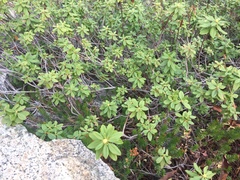Rhododendron columbianum