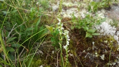 Spiranthes lacera lacera
