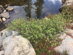 Rhododendron columbianum
