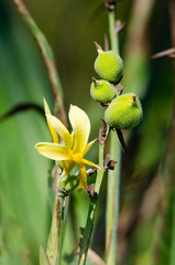Canna glauca