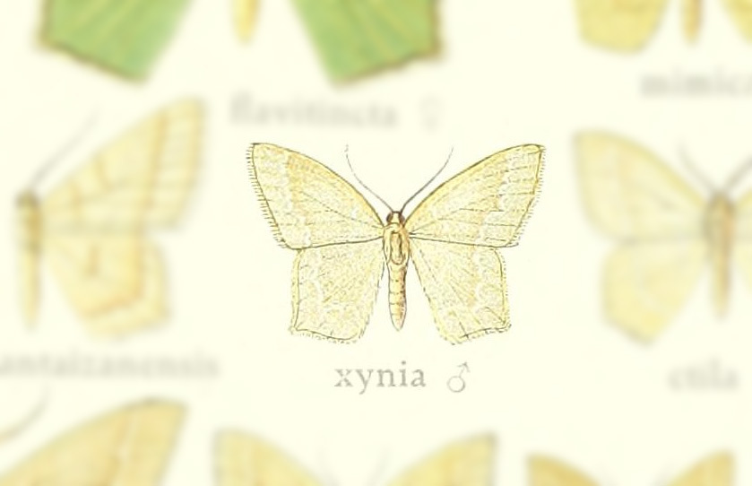 Jodis xynia