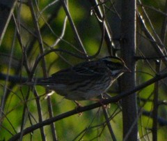 Emberiza chrysophrys