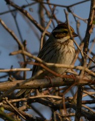 Emberiza chrysophrys