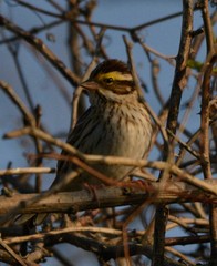Emberiza chrysophrys