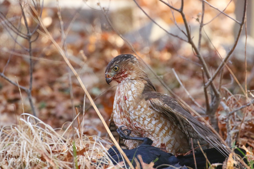 Cooper's Hawk photographed in Massachusetts