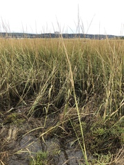 Spartina