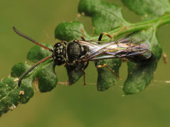Psen erythropoda
