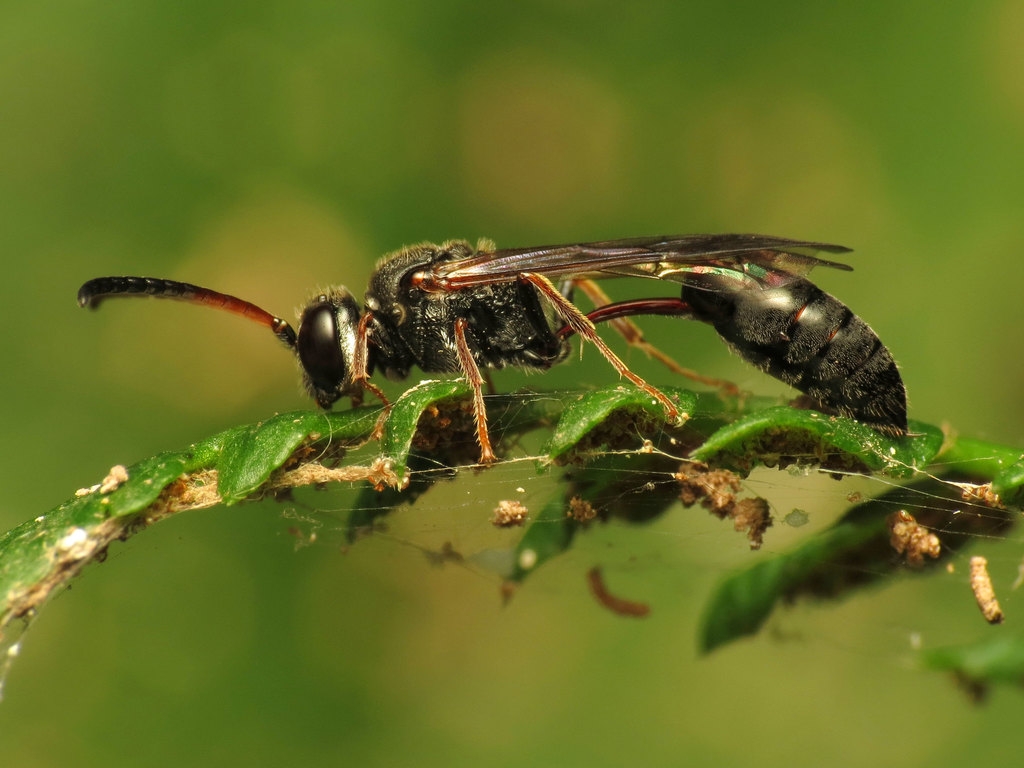 Aphid Wasps