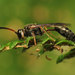 Aphid Wasps - Photo (c) Katja Schulz, some rights reserved (CC BY)