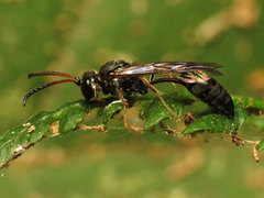 Psen erythropoda