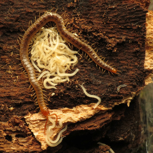 Geophilus vittatus