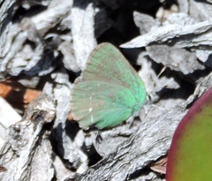 Callophrys viridis