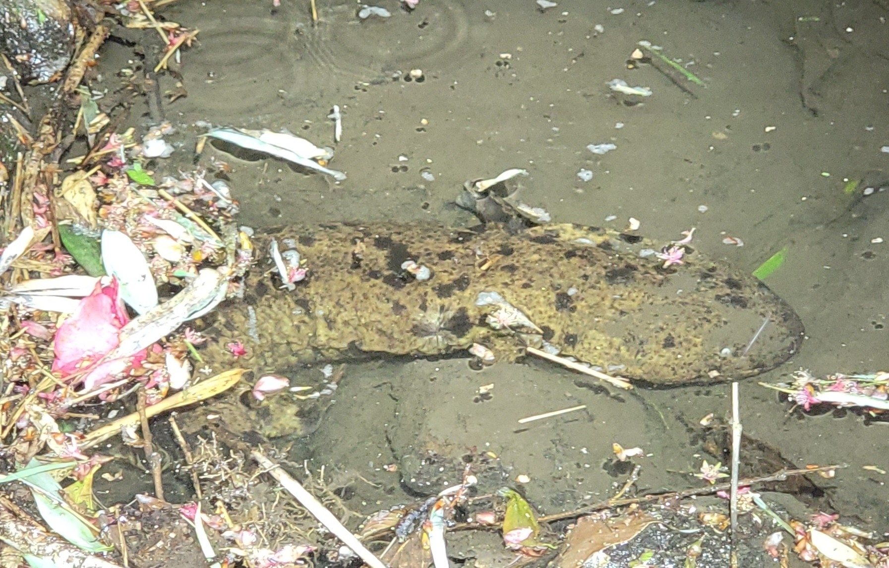 Andrias japonicus (Temminck, 1836)