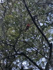 Cardinalis cardinalis image