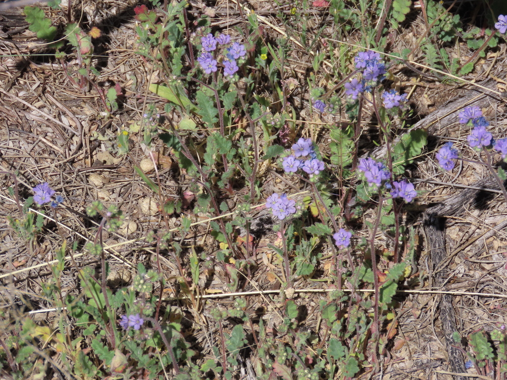 skyblue phacelia from Cochise County, AZ, USA on April 11, 2023 at 09