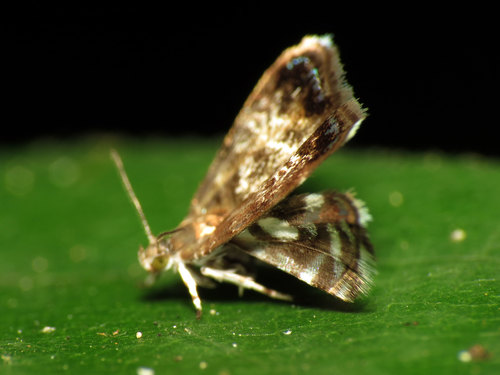 Peacock Brenthia Moth photo 2