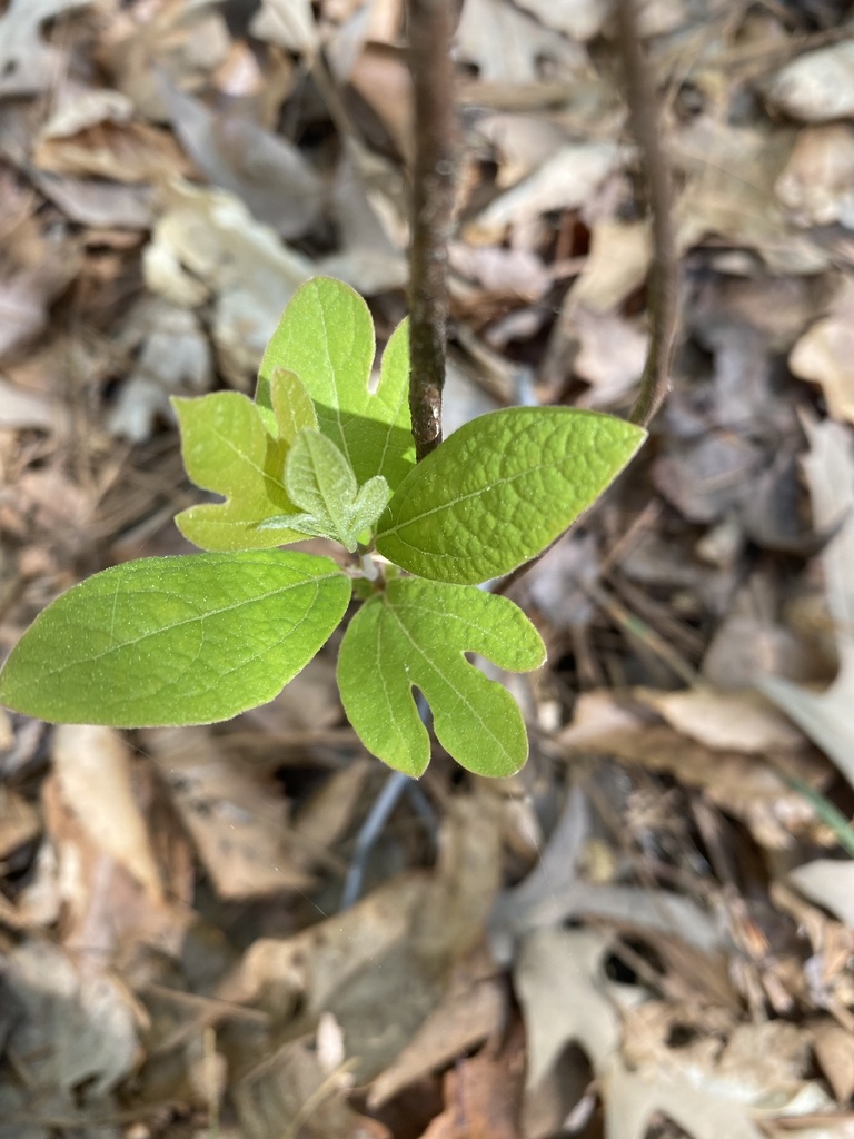 sassafras from Saluda, VA, US on April 11, 2023 at 1052 AM by