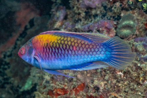 Orange-back fairy wrasse (Cirrhilabrus aurantidorsalis) — Labridae — 5