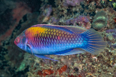 Orange-Back Wrasse photo 3