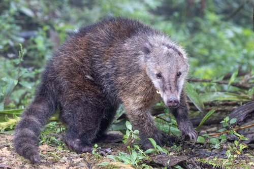 Mountain Coati (Nasua olivacea) · iNaturalist United Kingdom