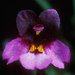 Little Purple Monkeyflower - Photo (c) 2006 John Game, some rights reserved (CC BY-NC)