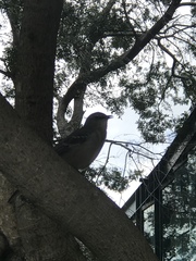 Mimus polyglottos image