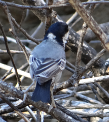 Melaniparus cinerascens