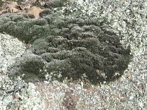 Grimmia laevigata