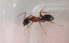 Camponotus maritimus