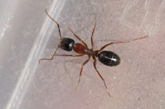 Camponotus maritimus