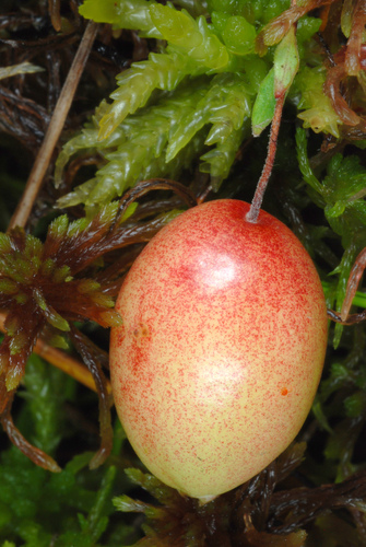 Canneberge à gros fruits