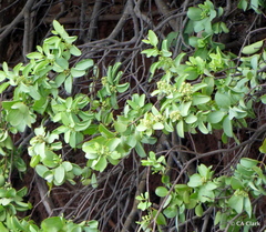 Santalum ellipticum
