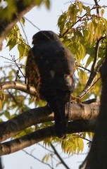 Accipiter soloensis