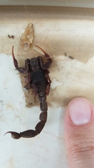 Hottentotta judaicus