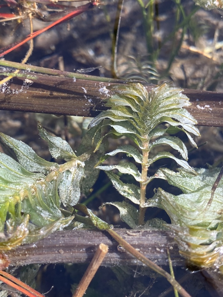 Opposite-leaved Pondweeds