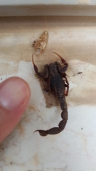 Hottentotta judaicus