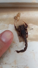 Hottentotta judaicus