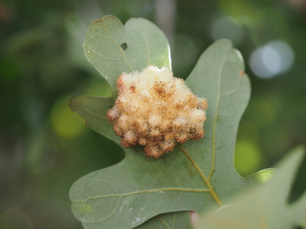 Andricus texanus