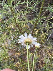 Argyranthemum frutescens image