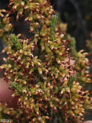 Erica inaequalis