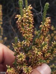 Erica inaequalis