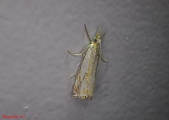 Crambus saltuellus