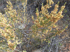 Erica inaequalis