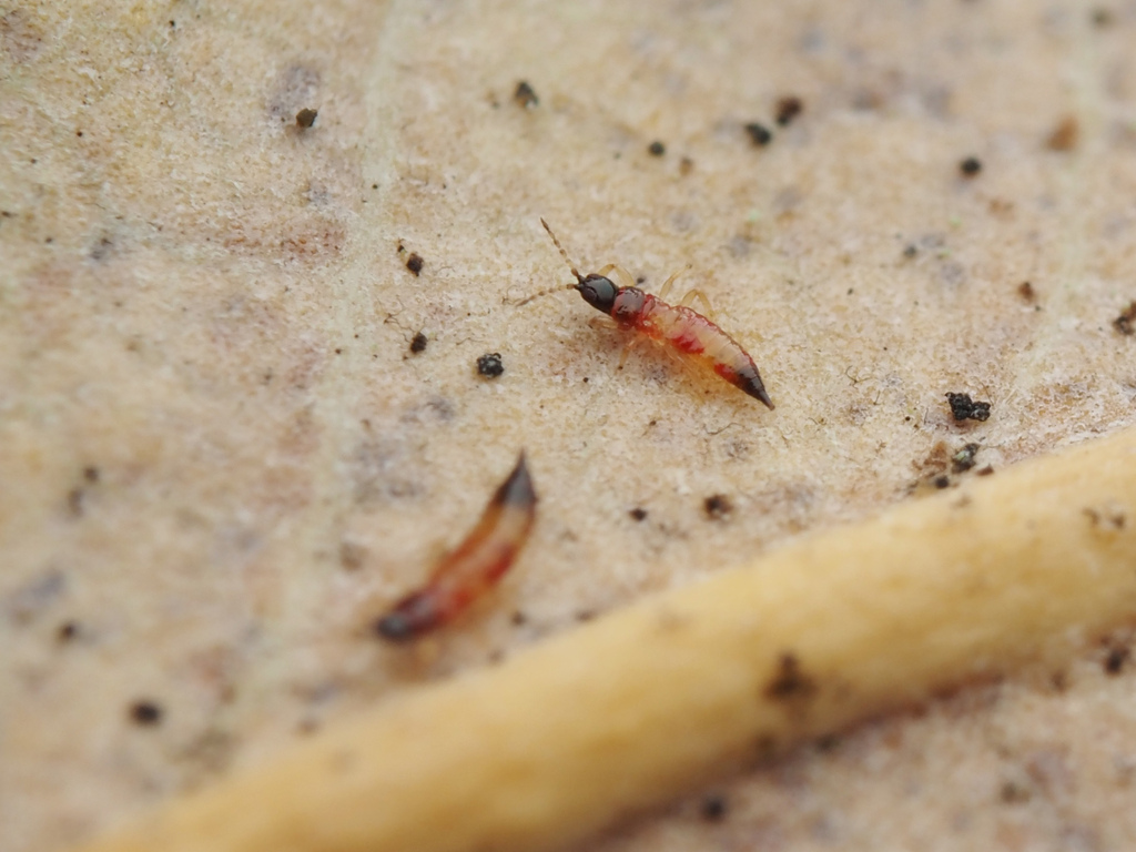 Cephalothrips