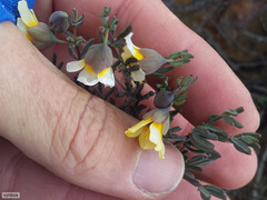Roepera spinosa