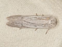 Holcocera gigantella