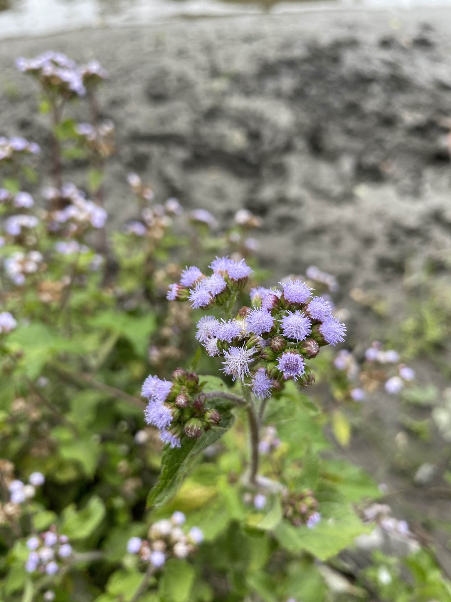 Ageratum conyzoides image