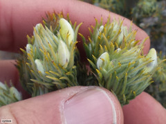 Aspalathus shawii shawii