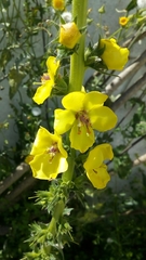 Verbascum virgatum