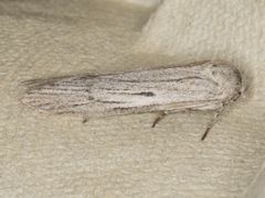 Holcocera gigantella